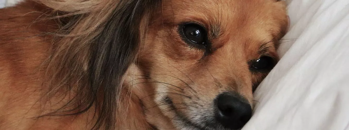 La legalización de la marihuana aumenta las intoxicaciones en perros