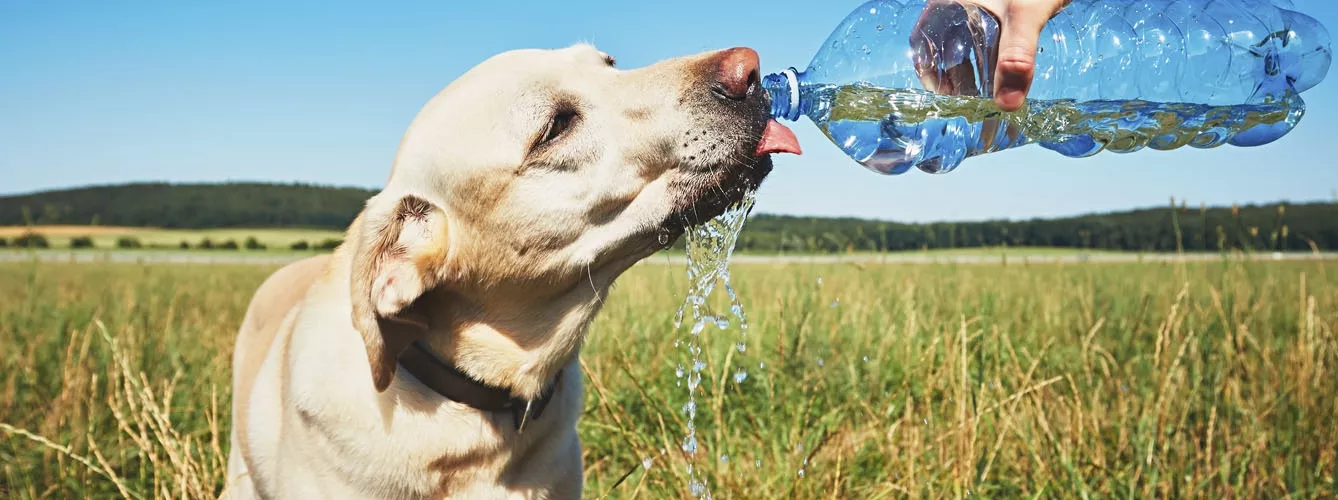 El aumento de las temperaturas, un riesgo para la salud de los perros