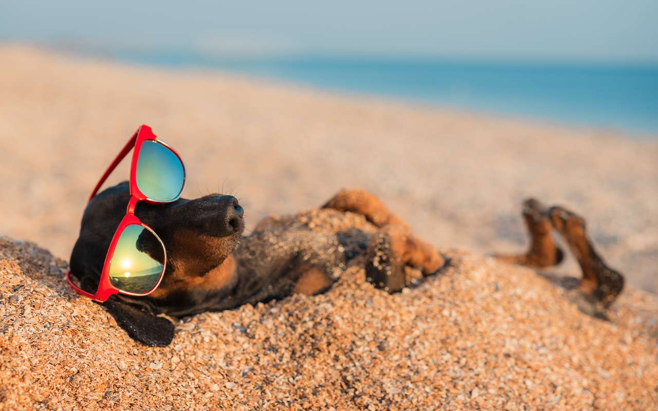Dermatitis solares y golpes de calor, peligros para perros en verano