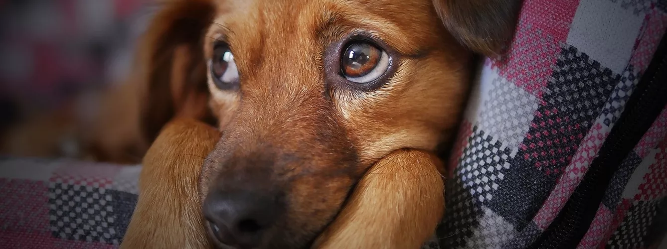 El refuerzo negativo puede provocar estrés y miedo constante a los perros
