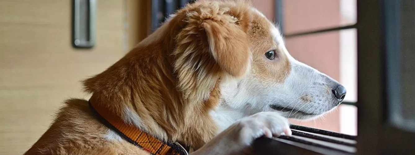 Un 21% de los propietarios ve bien dejar al perro solo más de 24 horas
