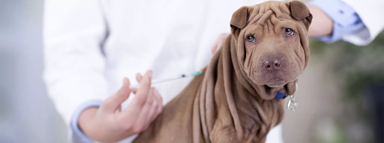 Vacunas Para Cachorros de 2 Meses