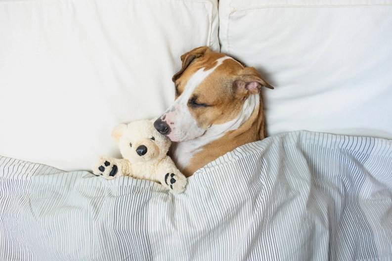 Los perros pueden soñar con los humanos que aman, según la ciencia