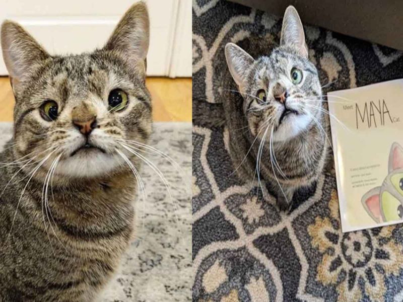 Ella es Maya, la gatita con 'Síndrome de Down' que ya tiene su propio libro