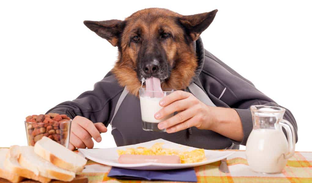 Que comidas no debes darle a tu perro