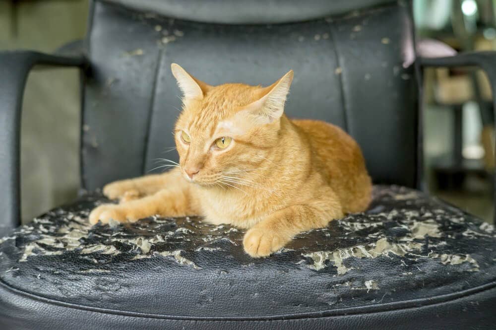 Estrés en gatos