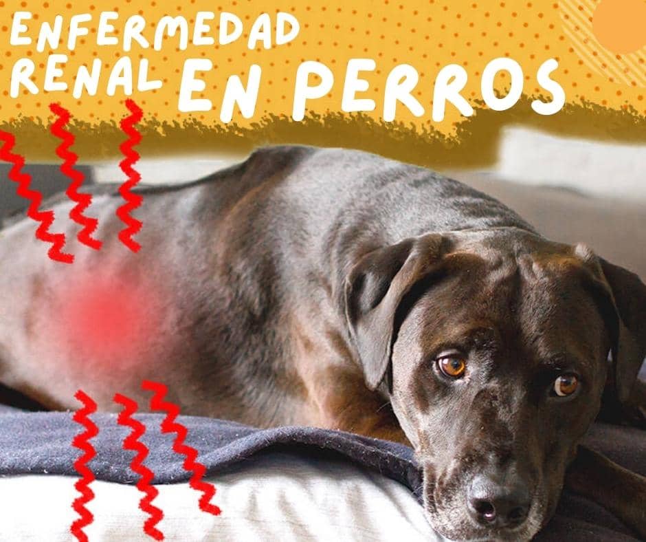 Enfermedad o insuficiencia renal crónica en perros