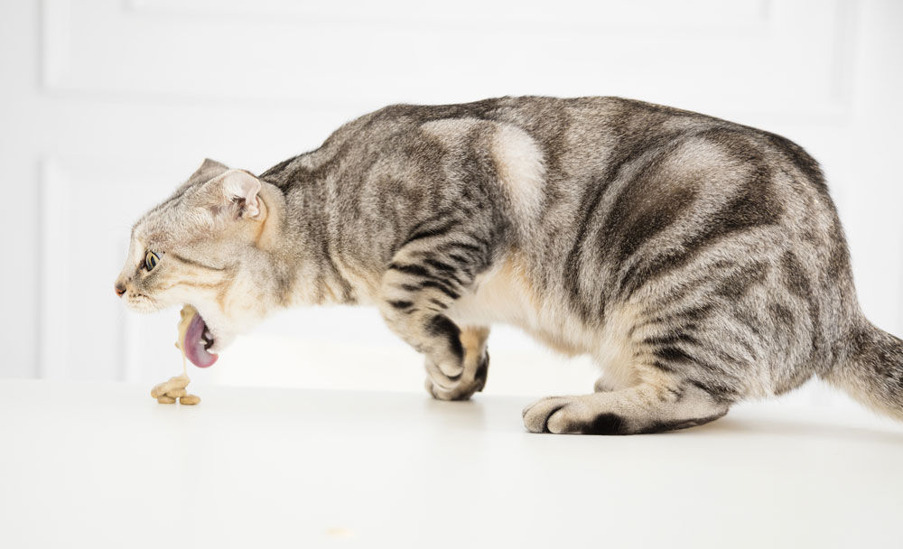 ¿Qué es la Triaditis felina?