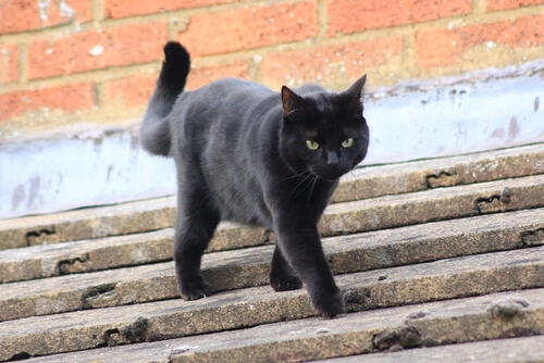 ¿Cómo se contagia el sida felino y cuáles son sus síntomas?