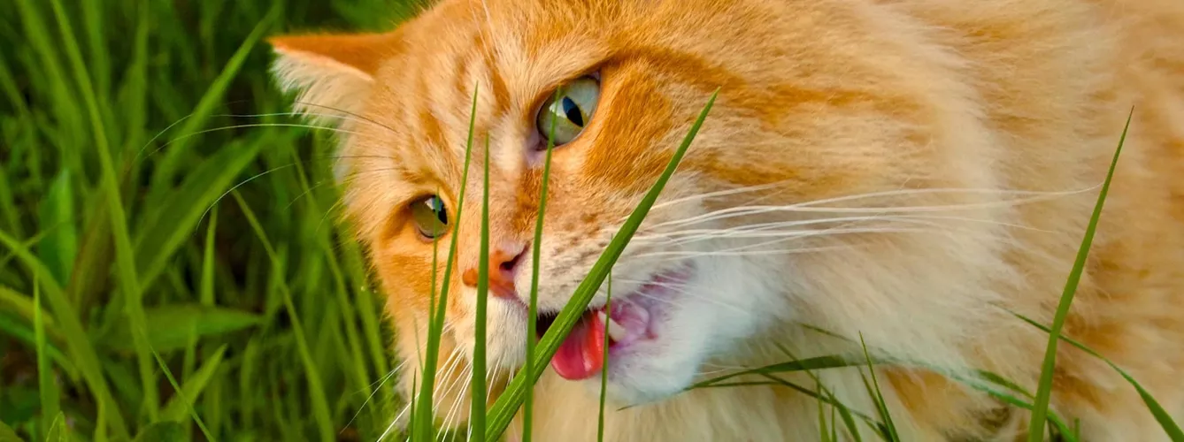 Desvelan por qué comen hierba los gatos
