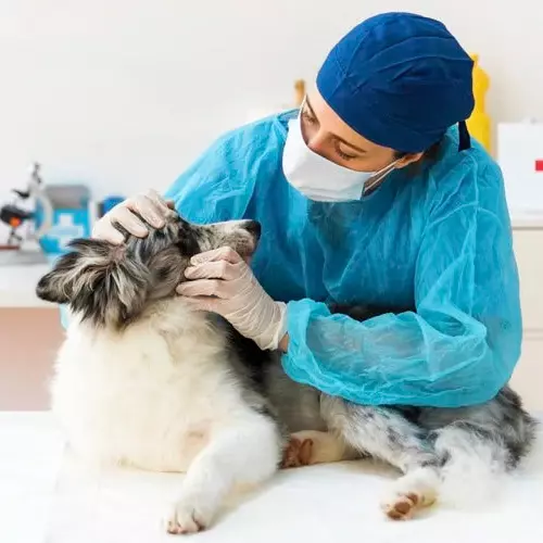 Médico Veterinario