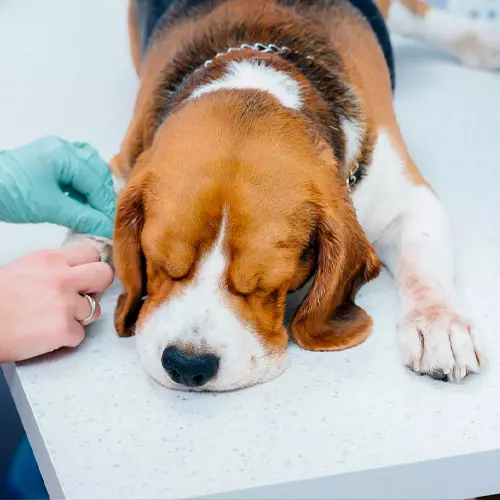 Internamiento para mascotas